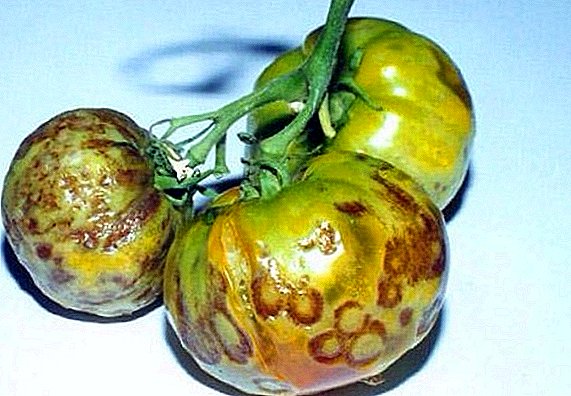 Diseases of tomatoes and methods of dealing with them