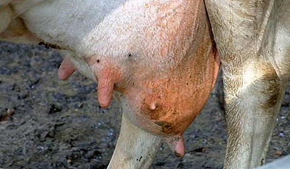 Choroby wymion u krów