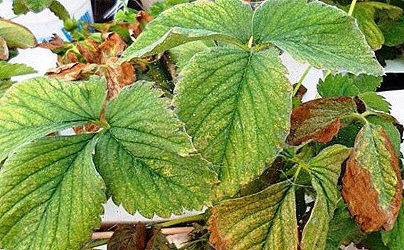 Diseases of strawberries: prevention, signs and treatment