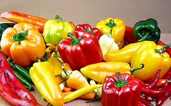 Bulgarsk pepper: Hvordan vokse kvalitet seedlings