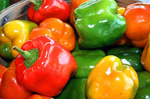 Bulgarian pippuri: mitä vitamiineja se sisältää, mikä on hyödyllistä