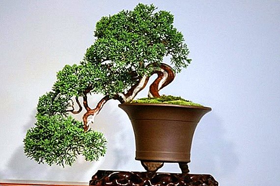 Bonsai: miniature tree growing technology