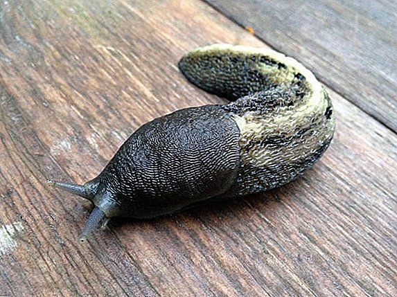 Fighting slugs in the garden: mechanical, phytochemical, folk remedies and prevention