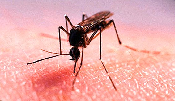 Αγωνιζόμαστε με τα κουνούπια στο καλοκαιρινό εξοχικό μας