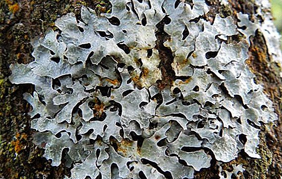 Botanical description and disclosure of the healing properties of the lichen Parmelia