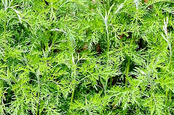God's tree: features of planting and caring for wormwood medicinal