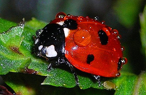 Ladybug in a garden: a benefit or harm?