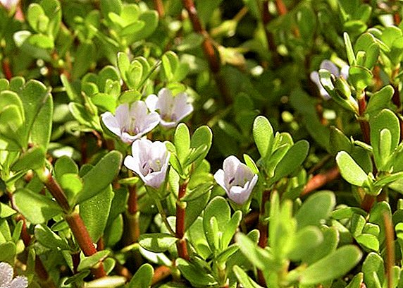 Brahmi: a description of the plant and drugs from it