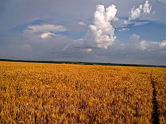 Brasil akan mulai membeli gandum Rusia