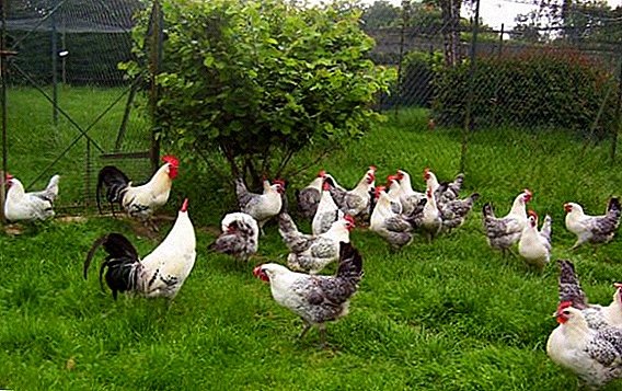 Bress Gali breed of chickens: all about breeding at home