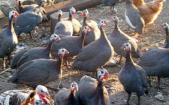 Broiler guinea fowl (gray-speckled): features of breeding at home