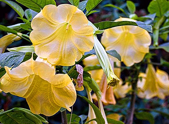 Brugmansia: main types of "angel trumpets"