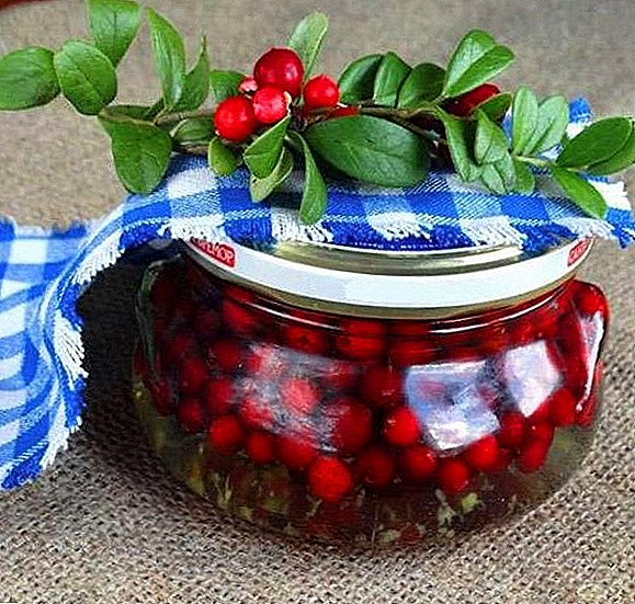 Lingonberry in syrup for the winter: a step-by-step recipe with photos