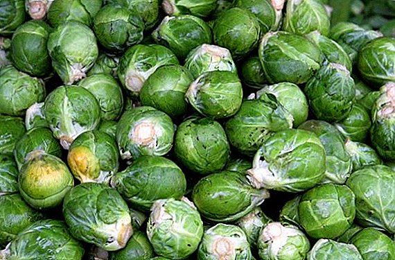 Brussels sprouts: planting, care, benefit