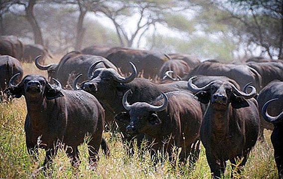 Búfalos: Africanos, Asiáticos, Anoa, Tamarau