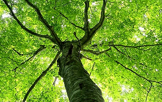 Beech tree: features, application, properties