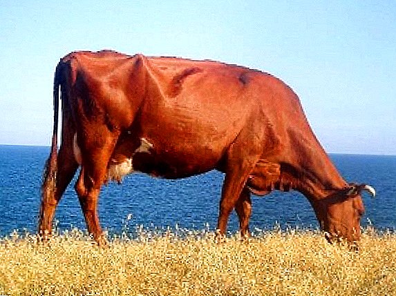 Race de vache lettone brune