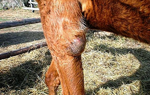 Bursitida u krav: co dělat, jak se léčit