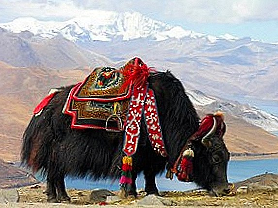 Buryat carniceros industriales comenzarán a hacer guiso de carne de yak.