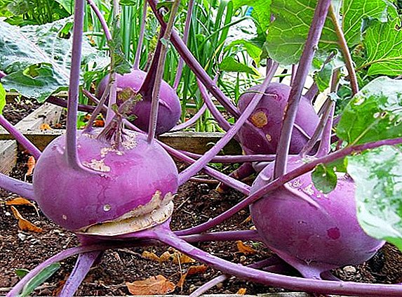 Kohlrabi: cabbage varieties