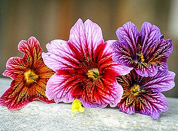 Calpiglossis: cultivation and care in open ground