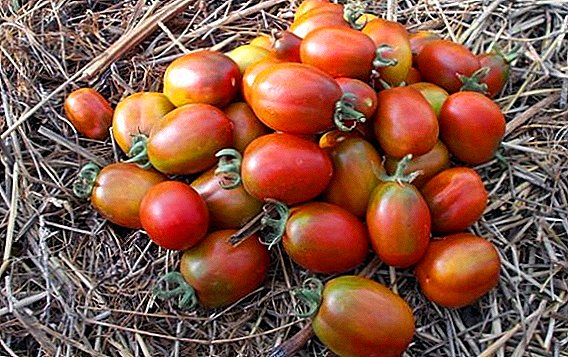 Tomat De Barao noir - une variété unique avec une grande transportabilité!