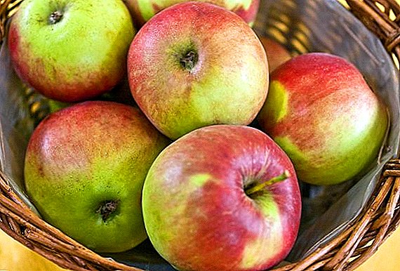 Variedade de maçã "Jonagold": características, prós e contras