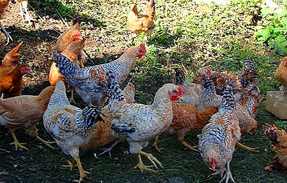 גידול Tsarskoselskaya של תרנגולות