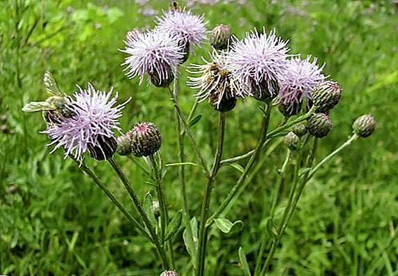 Healing properties of the Thistle Field