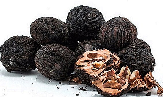Healing properties of black walnut