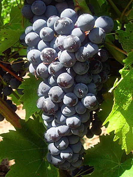 Uvas curativas "Black Doctor" (Kefasia) - la mejor variedad de uva de vino
