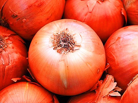 Prices for onions in Austria beat records