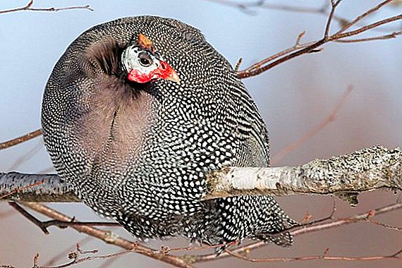 Guinea fowl broiler: types of breeds, rules of keeping