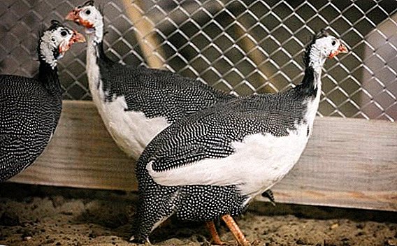 طيور غينيا البيضاء: كيف تبدو ، وكيف تعتني بكيفية إطعامك في المنزل