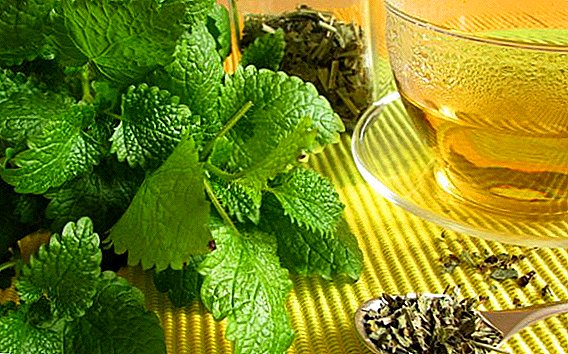 Te från citronbalsam: vad är användbart, hur man brygger och dricker, vad kan läggas till, vem kan inte