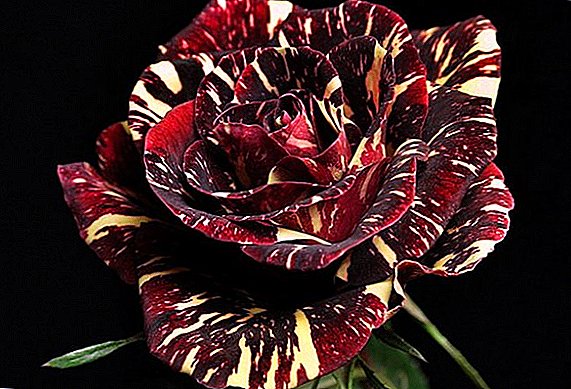 Hibridna čajna ruža Abracadabra