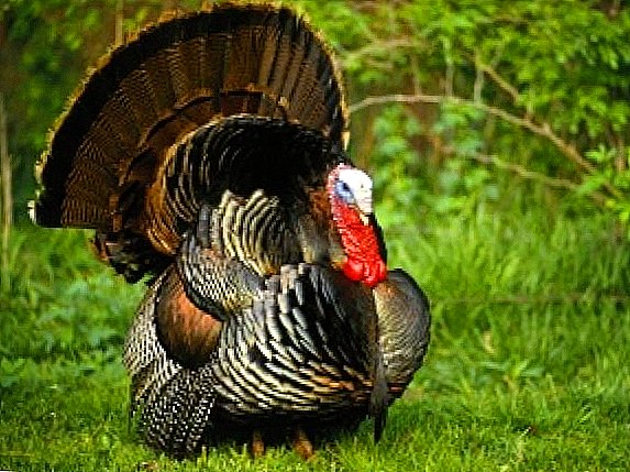 What turkeys are sick with and how to treat them: practical tips for poultry farmers