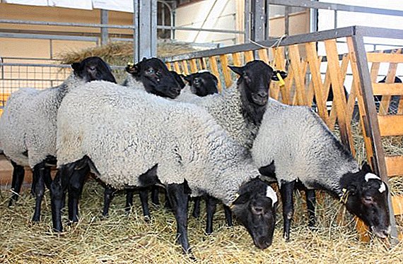 Womit Schafe krank sind und wie man sie behandelt