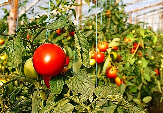 Wat is ziek van tomaten in de kas en hoe behandel je ze?
