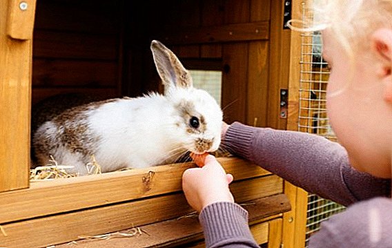 How to disinfect cages for rabbits