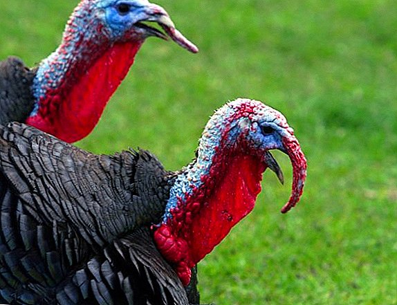What and how to treat sinusitis in turkeys