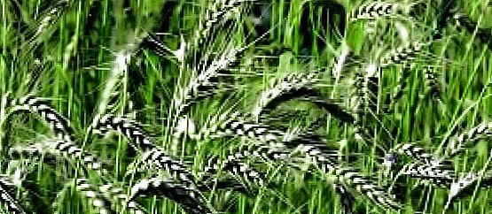 Какво и как да се хранят зимната пшеница