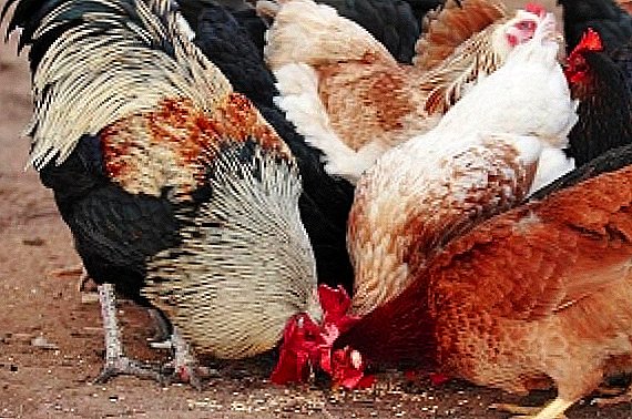 מה, איך וכמה להאכיל תרנגולות המקומי: ציור דיאטה נכונה