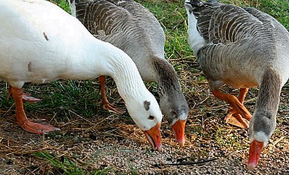 What to feed the geese at home