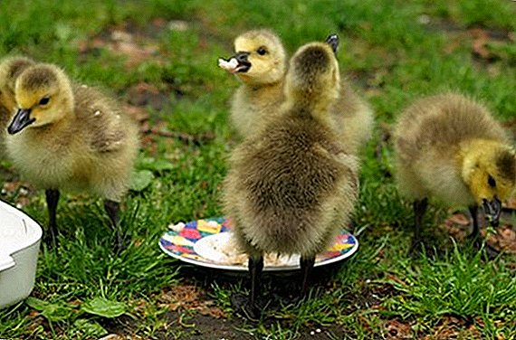 How to feed goslings at home