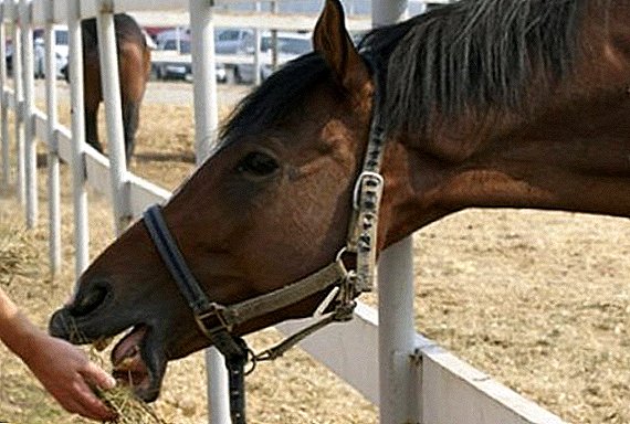מה להאכיל סוס