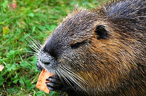 What to feed nutria at home