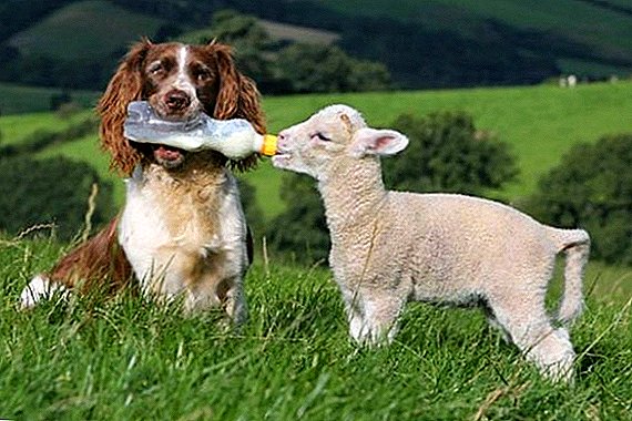 Was die Schafe zu Hause füttern: die Regeln und die Ernährung