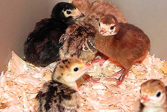 Bagaimana untuk memberi makan poults harian ayam belanda di rumah