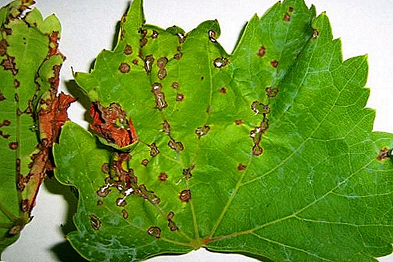 How to treat anthracnose grapes?